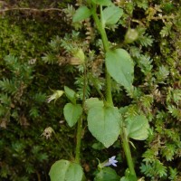 Lobelia alsinoides Lam.